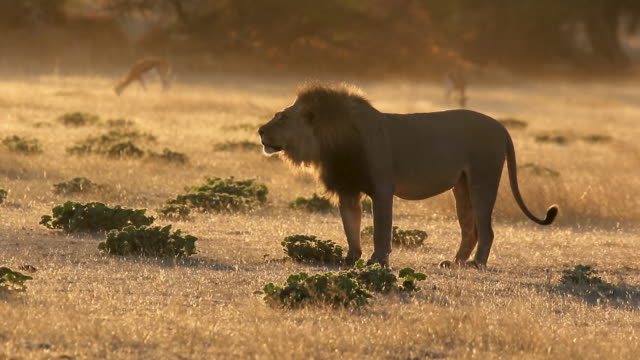Big Male Lion Roaring