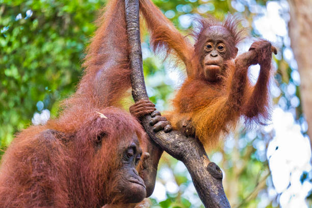 istock Orangutan, Tanjung Puting National Park, Borneo, Indonesia 1277749246