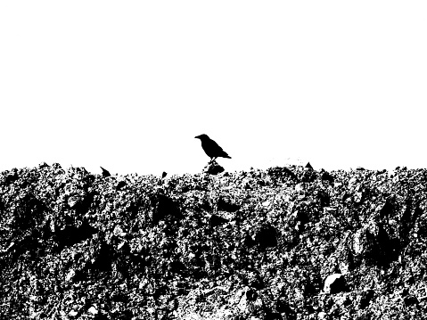 A crow lands on a landfill site in search of food