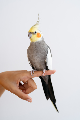 Close-up of cockatiel with grey feathers, white flashes on outer wings, orange cheek patches, and erectile crest perched on finger against white background.