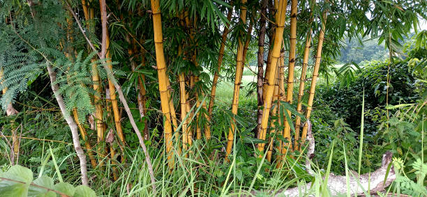 alberi di bambù dorati accanto alla campagna - golden bamboo foto e immagini stock