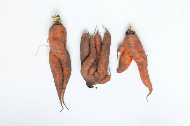 istock Three conjoined dirty carrots. Ugly vegetables. Concept - Food waste reduction. Using in cooking imperfect products 1277754254