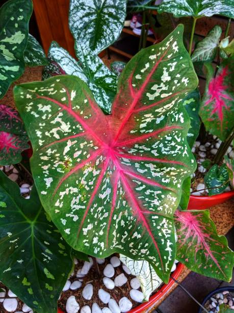 istock A group of plant leafs with beautiful variegated color. 1277755007