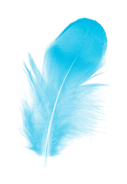 istock feather color blue isolated on white backgroun 1277755556