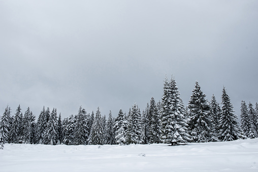 Winter landscape with snow-covered pine and fir trees. Christmas concept