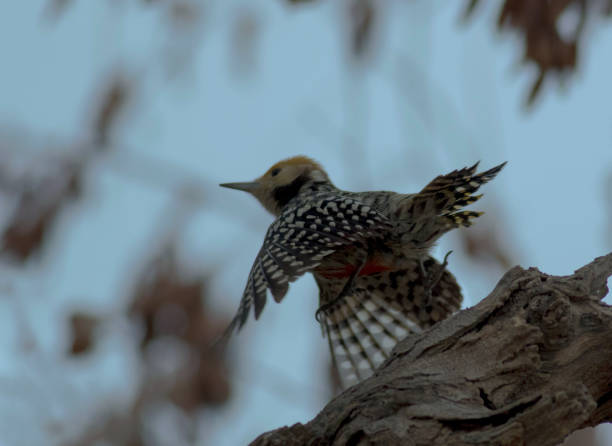 istock Yellow-crowned woodpecker 1277756432