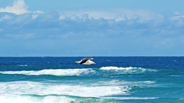 istock Kelp Gull Flying over a wavy ocean in a cloudy yet blue summer sky. 1277757830