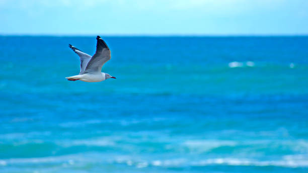 istock Grey Headed Gull flying over the deep blue Sea 1277757843