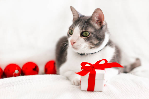 istock portrait of cat with christmas gift 1277759045