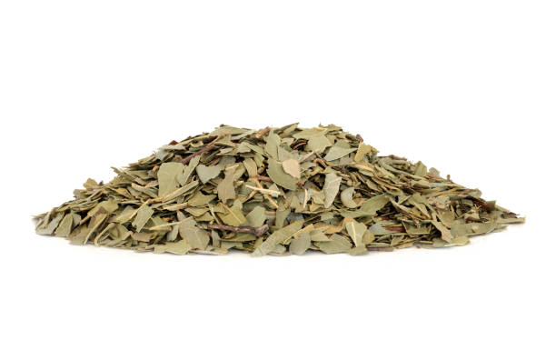 istock Boldo Herb Leaves Used in Herbal Medicine 1277759136