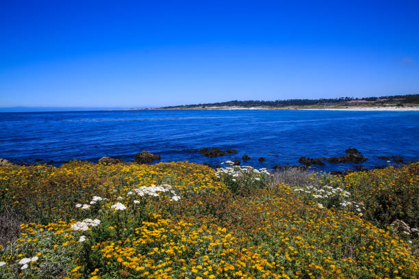 istock 17 Mile Drive，Monterey 1277759147