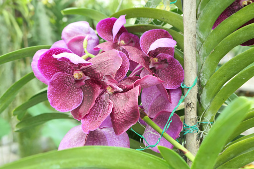 Purple Vanda orchid flowers close up. Selective focus.