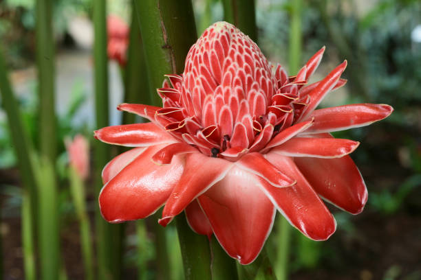 факел имбирь - torch ginger стоковые фото и изображения