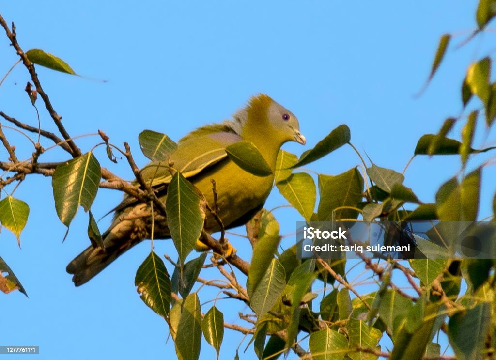 Yellowfooted Green Pigeon Stock Photo - Download Image Now - Animal, Animal  Body Part, Animal Wildlife - iStock