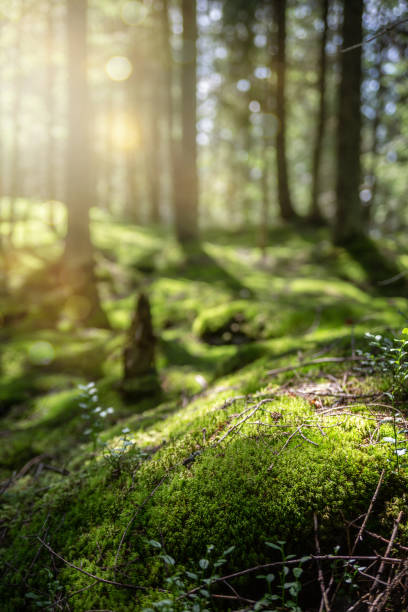 istock Beautiful forest background with sun rays. Natural scene for product presentation. The stones are covered with green moss 1277761852