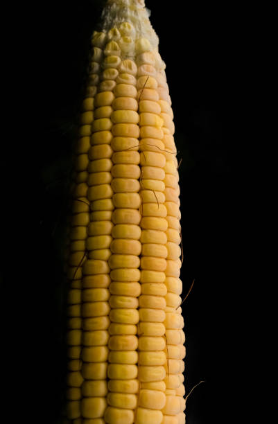 Indian Sweet corn isolated on black.