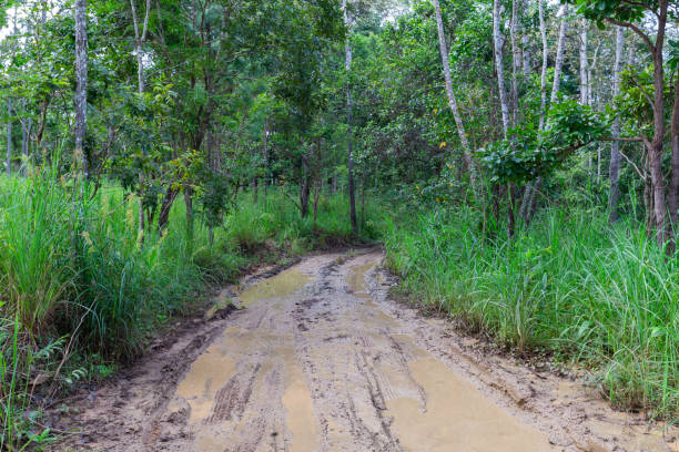 istock Pine trees forest with green grass and have soil road into the mountain. 1277763064