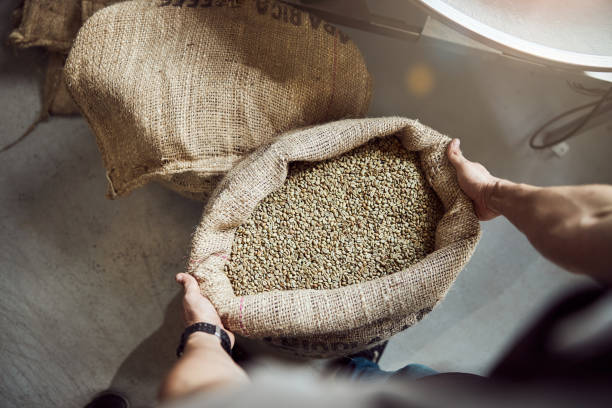 istock Young man hands holding burlap sack with green coffee beans 1277763309