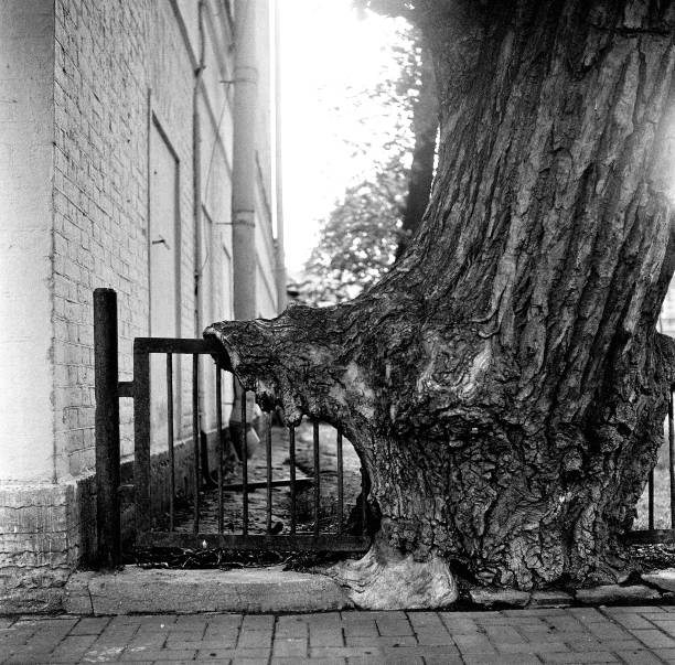 istock An old poplar growing around a metal fence 1277764591