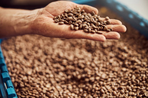 istock Male hand holding roasted arabica coffee beans 1277765741