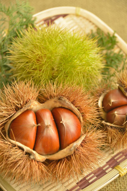 istock The Japanese brown chestnuts. 1277766004