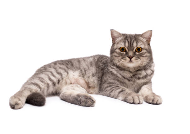 istock Beautiful Scottish young cat isolated on a white background. 1277766095