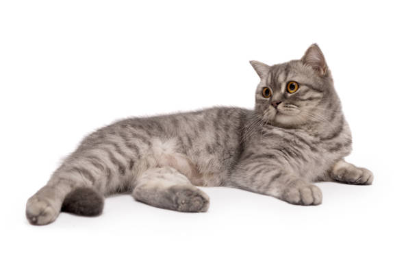 istock Beautiful Scottish young cat isolated on a white background. 1277766108