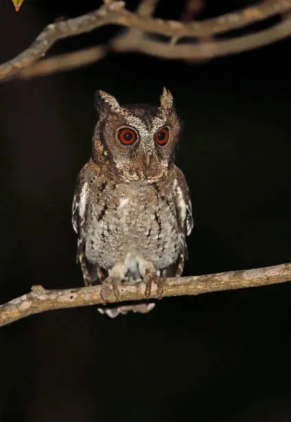 Sunda Scops-owl  (Otus lempiji lempiji) adult perched on branch at night"n"nBali Barat NP, Bali, Indonesia            July