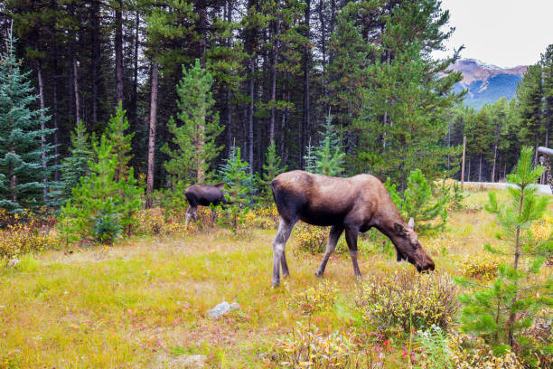 istock Elks graze at the edge of the forest 1277767494