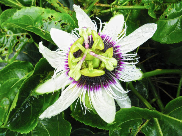 istock Colorful wild passion fruit flower in Asia 1277767598