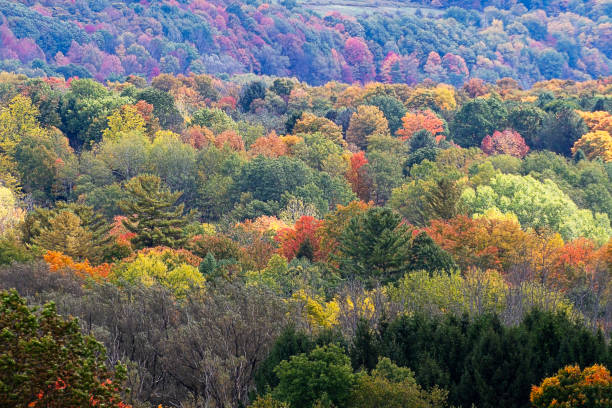 istock Backgrounds - Autumn Leaves on Hillside 1277767734