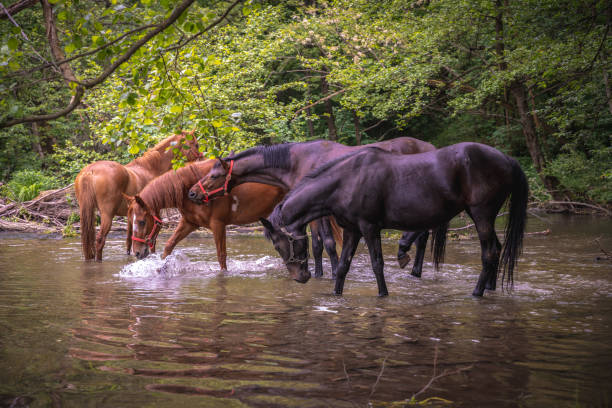 istock A herd of beautiful horses drinking water from river Gradac 1277767772