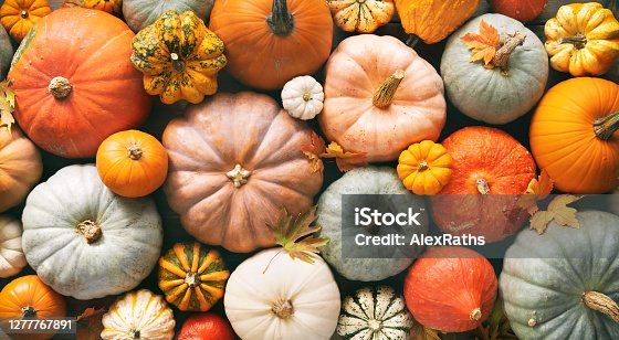 istock Various fresh ripe pumpkins as background 1277767891