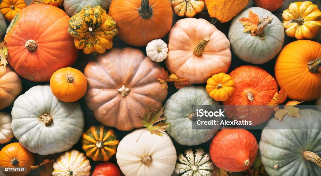 Various fresh ripe pumpkins as background Various fresh ripe pumpkins as background, top view. Holiday decoration Autumn Stock Photo