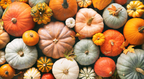 Various fresh ripe pumpkins as background Various fresh ripe pumpkins as background, top view. Holiday decoration pumpkin stock pictures, royalty-free photos & images