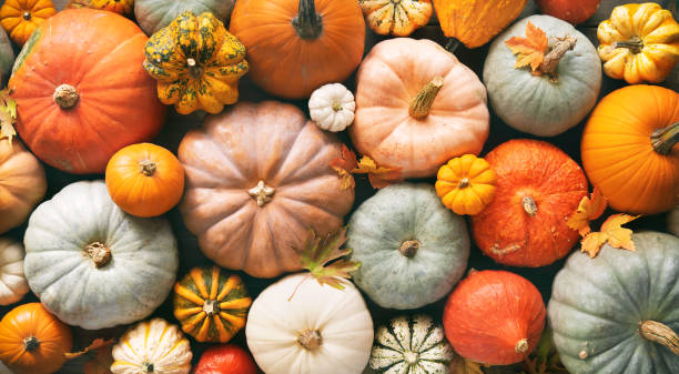 various fresh ripe pumpkins as background - outono folha imagens e fotografias de stock
