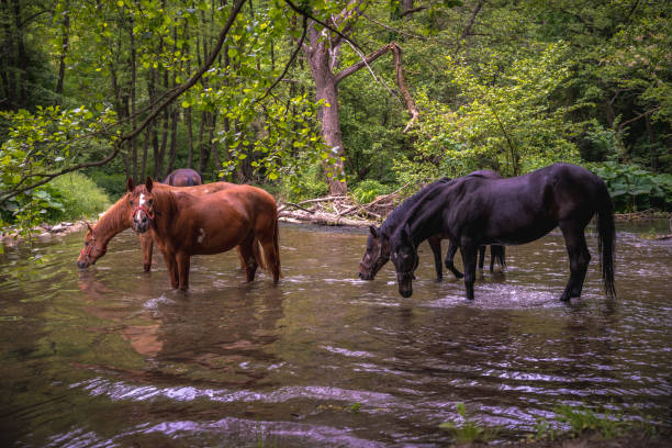 Beautiful horses drinking water from river Gradac in Valjevo