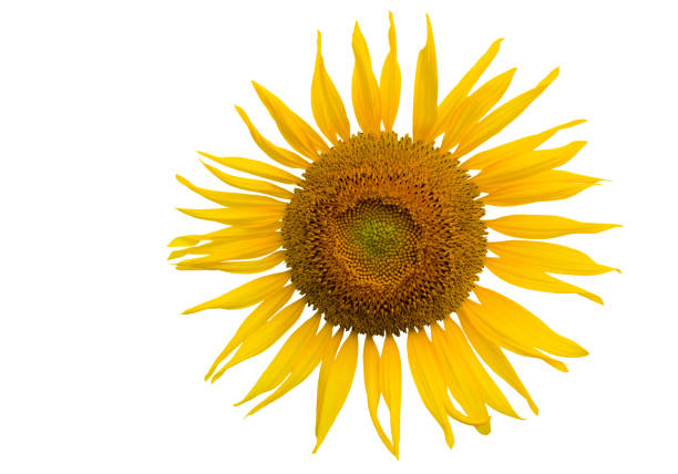a photography of a bunch of yellow sunflowers in a vase.
