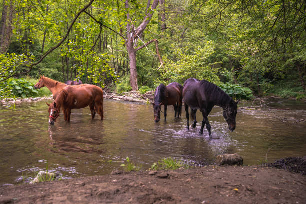 istock Beautiful horses drinking water from river Gradac 1277770078