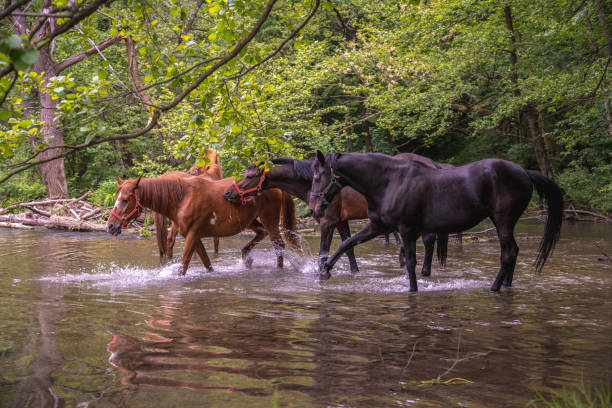 istock A herd of beautiful horses drinking water from river Gradac 1277770137