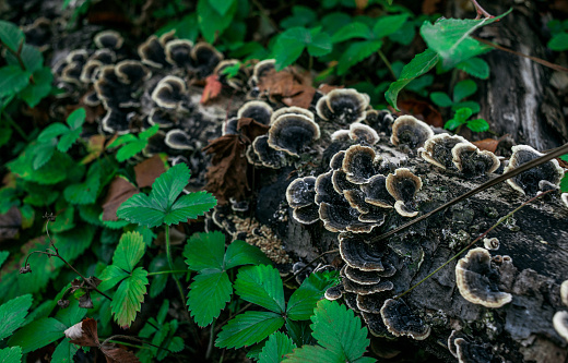 Close-up of a turkey tail mushroom growing on the floor of a woodland in Minnesota, USA.