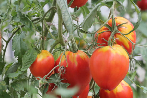 istock Big red tomatoes growing in a greenhouse ready to pick 1277771235