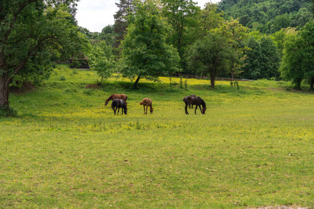 istock Horses grazing the grass during midday 1277771533