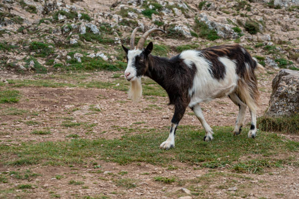 istock Wild British Primitive Feral Goat 1277771709