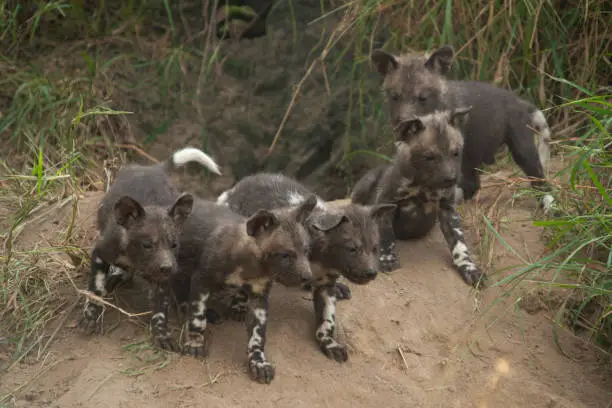 A Wilddog den site with puppies at the entrance on a safari in South Africa