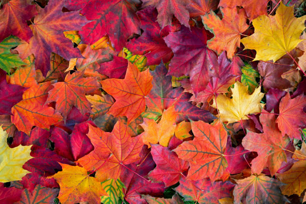istock Red, orange and yellow maple leaves background 1277772672