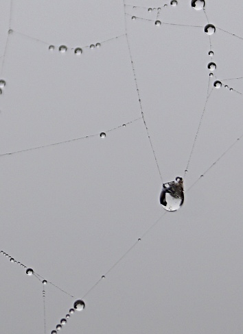 Close up of a spider web with dew drops like pearl necklaces at the early morning in autumn