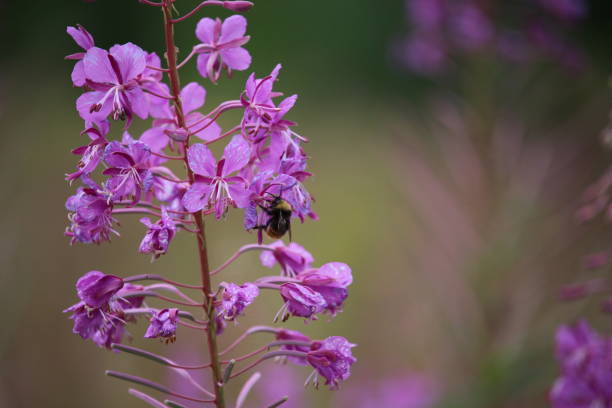Pollinated by a bee honey bee in a meadow of wild flowers. Bee collects honey