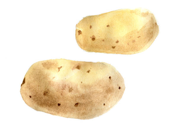 감자 덩이줄기. 수채화 일러스트레이션. 격리. - new potato raw potato freshness organic stock illustrations