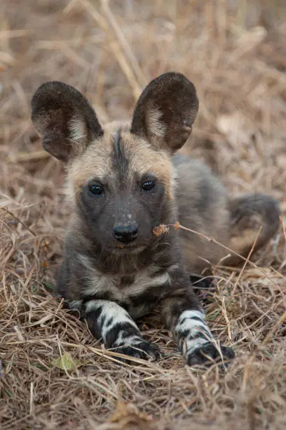 A Wilddog den site with puppies at the entrance on a safari in South Africa